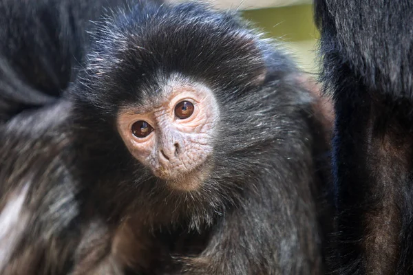 Lutung apan — Stockfoto