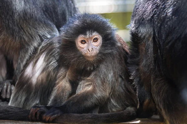 O macaco lutung — Fotografia de Stock