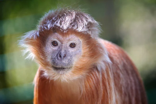 The lutung monkey — Stock Photo, Image