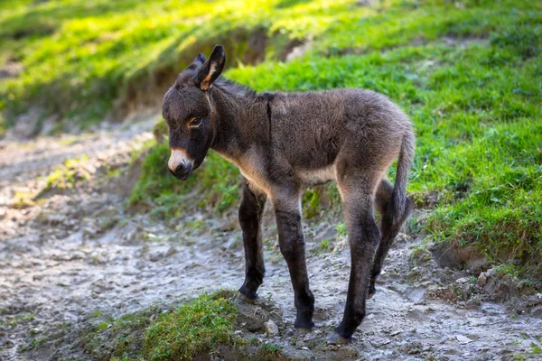 Joven burro al aire libre — Foto de Stock