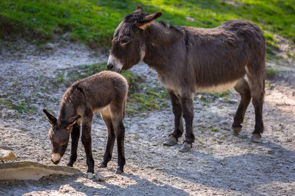 Jonge ezel met moeder — Stockfoto