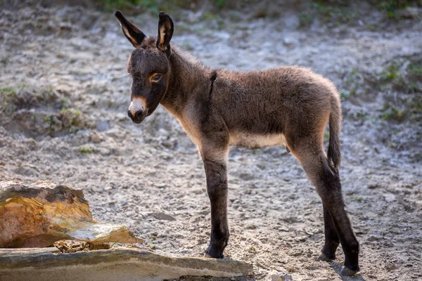 Joven burro al aire libre — Foto de Stock