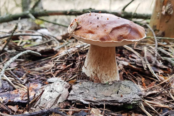 Boletus badius mushroom — Stock Photo, Image