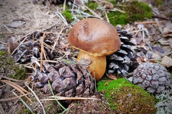 Boletus badius mushroom — Stock Photo, Image