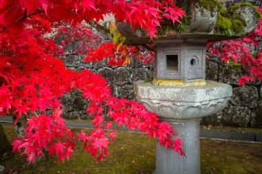 Nikko buddist tapınağında kırmızı akçaağaç yaprakları