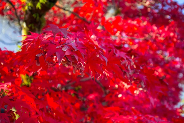 Listy javoru červeného auta Nikko — Stock fotografie