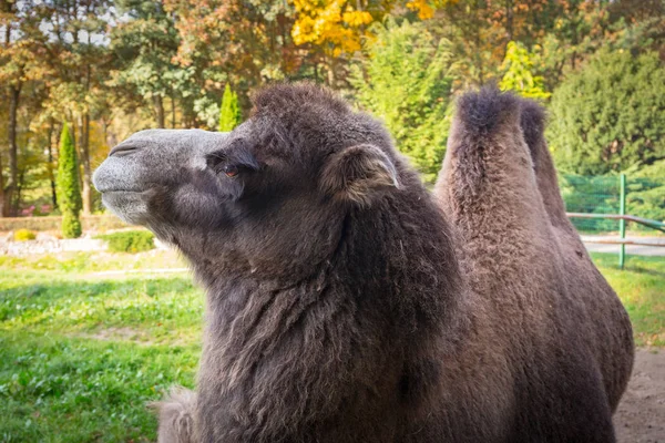 Camello en el zoológico — Foto de Stock