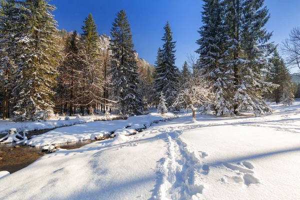 雪の降る冬、ポーランドのタトラ山脈 — ストック写真