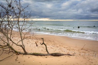 Baltic Sea beach in stormy weather clipart