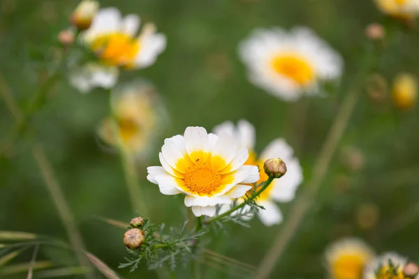 Daisy flowers at spring — Stock Photo, Image