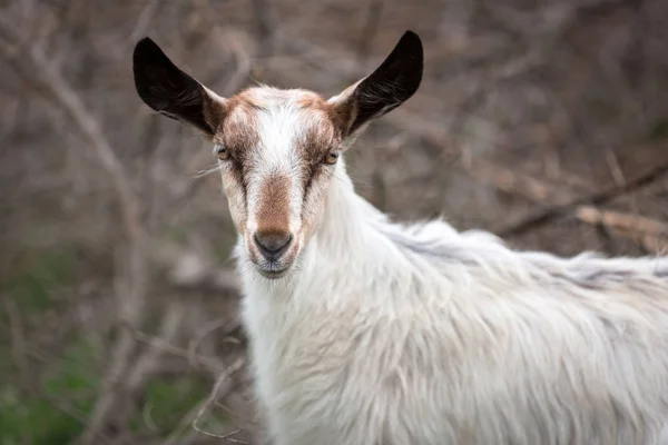 Witte geit staande op een weiland — Stockfoto