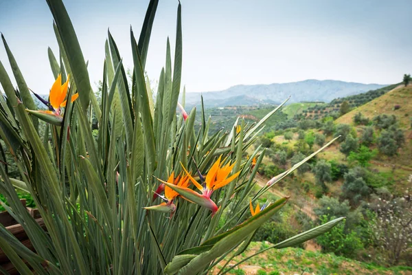 Bird of paradise flowers on Crete — Stock Photo, Image