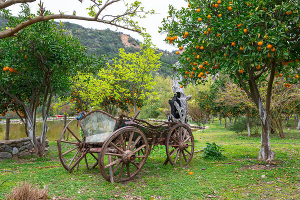 Orange garden with fruits
