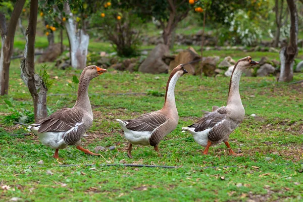 Three geese waking — Stock Photo, Image