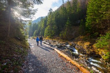 Zakopane, Polonya yakınındaki güzel ormandaki Mountaing iz