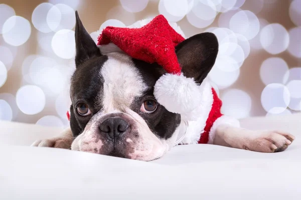 Französische Bulldogge Posiert Weihnachtsmann Outfit Weihnachten — Stockfoto