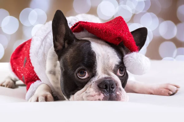 Fransk Bulldog Poserar Santa Outfit För Jul — Stockfoto