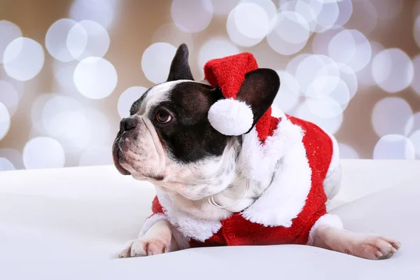 Bulldog Francese Posa Abito Babbo Natale — Foto Stock