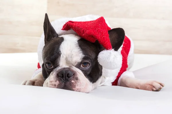 Französische Bulldogge Weihnachtsmannkostüm Weihnachten — Stockfoto