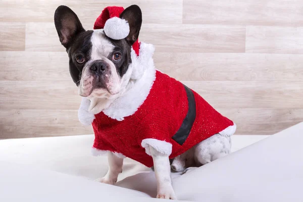 Fransk Bulldog Santa Dräkt Till Jul — Stockfoto