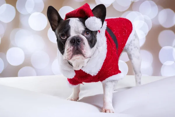 圣诞节法国斗牛犬装扮圣诞老人 — 图库照片