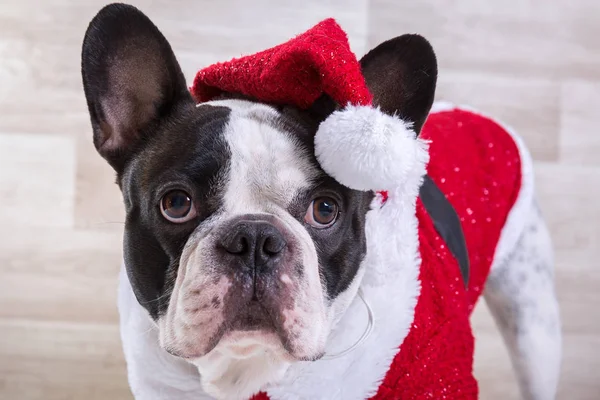 法国斗牛犬在圣诞节的圣诞老人服装 — 图库照片