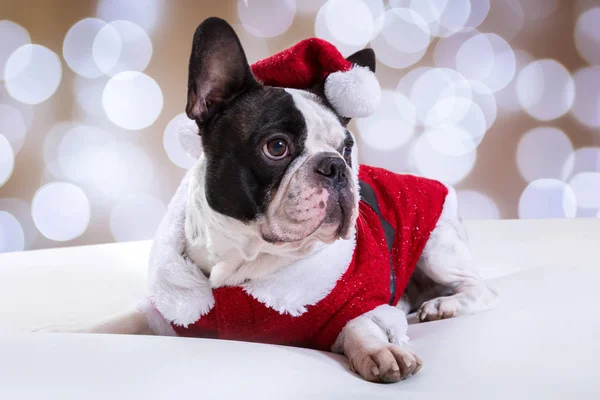 Bouledogue Français Posant Tenue Père Noël Pour Noël — Photo