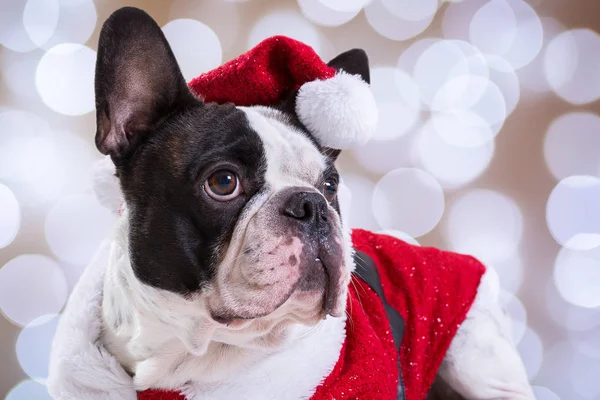 Fransk Bulldog Poserar Santa Outfit För Jul — Stockfoto