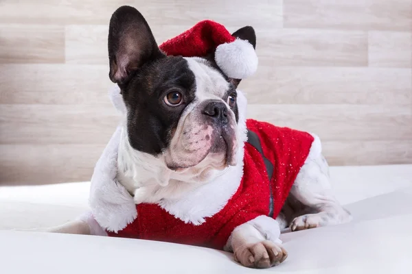 Bulldog Francese Costume Babbo Natale — Foto Stock