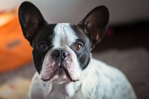 Adorable Bulldog Francés Casa — Foto de Stock