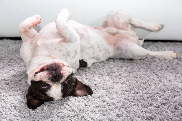 Ranskalainen bulldog matolla — kuvapankkivalokuva