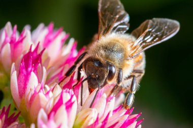 çiçek arıya yakın çekim
