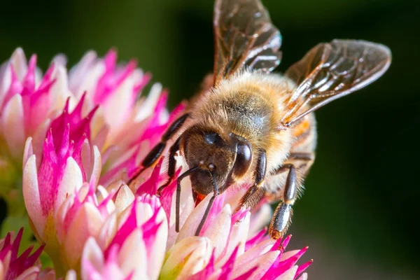 çiçek arıya yakın çekim