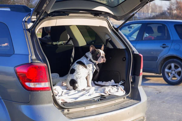 Franse Bulldog Reizen Kofferbak Van Auto — Stockfoto