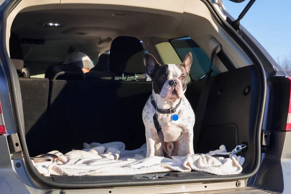 French Bulldog Traveling Car Trunk — Stock Photo, Image