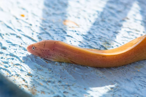 Moray Fångade Båtdäck Egypten — Stockfoto