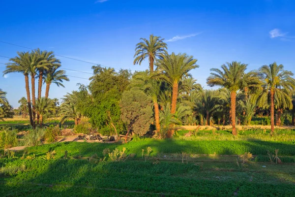 Plantacja Drzew Palmy Daktylowej Egipcie — Zdjęcie stockowe