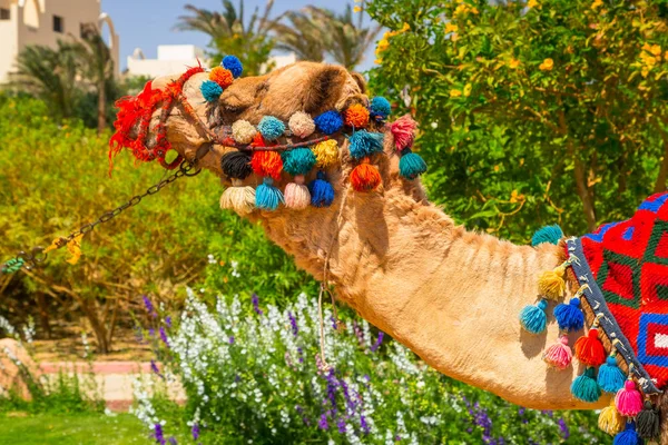 Верблюд Пляже Хургады Египет — стоковое фото