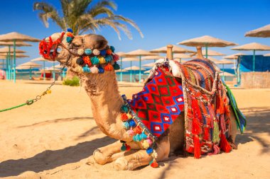 Hurghada, Mısır sahilde gölgesinde istirahat deve