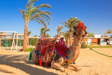 Hurghada, Mısır sahilde gölgesinde istirahat deve