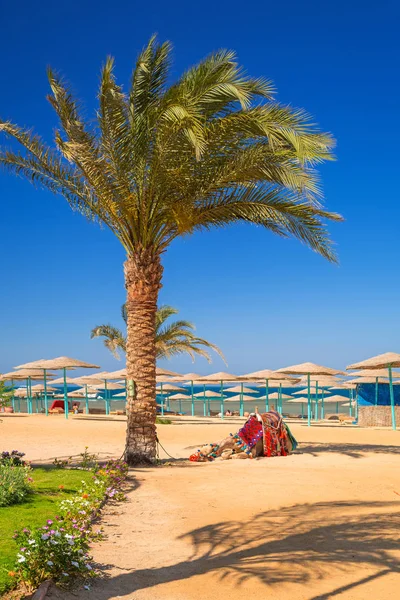 Camelo Descansando Sombra Praia Hurghada Egito — Fotografia de Stock