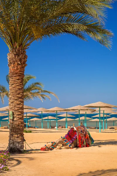 Wielbłąd Odpoczynku Cieniu Plaży Hurghada Egipt — Zdjęcie stockowe