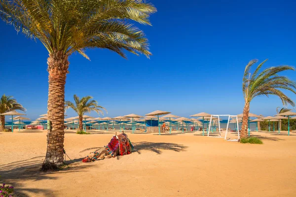 Camel Vilar Skuggan Stranden Hurghada Egypten — Stockfoto