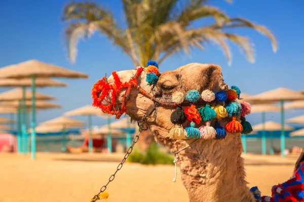Верблюд Отдыхает Тени Пляже Хургады Египет — стоковое фото