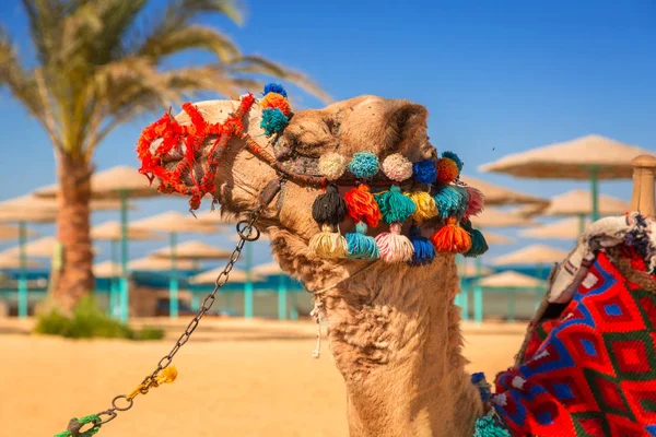 Camel Vilar Skuggan Stranden Hurghada Egypten — Stockfoto