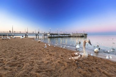 Alacakaranlıkta, Polonya, Baltık Denizi içinde iskelede Kuğu
