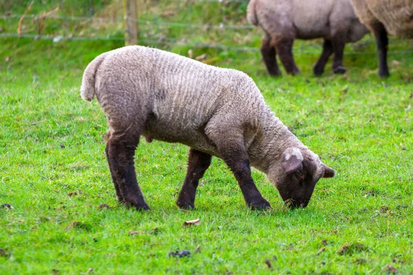 Baby Lamb Irish Meadow — Stock Photo, Image