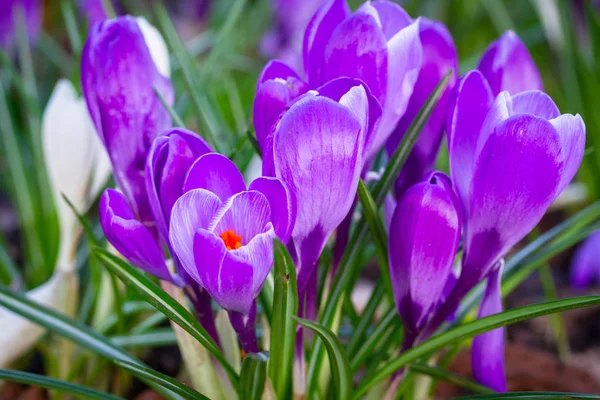 紫色的番红花花的春天时间 — 图库照片