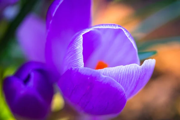 Пурпурные Крокус Цветы Весной — стоковое фото