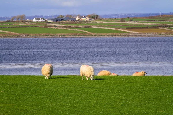 Flock Sheeps Burren Clare Ireland — Stock Photo, Image